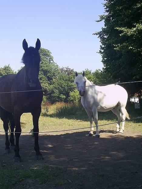 Oldenborg Ally af Egense R.I.P. - På sommerfold med min gamle pony Starlight... Han er desværre blevet aflivet nu... Han var den bedste pony på jorden... Savner ham så meget :*( billede 13