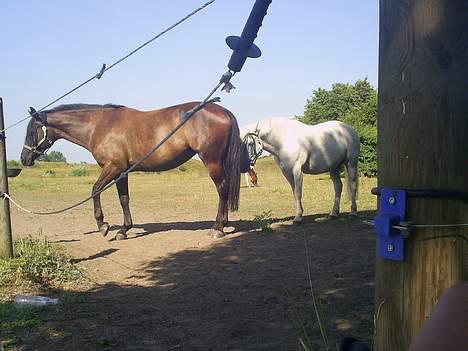 Oldenborg Ally af Egense R.I.P. - Endnu et billede af de gode venner - Starlight og Ally... billede 14