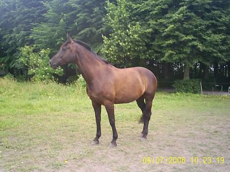 Oldenborg Ally af Egense R.I.P. - Ally pigen på sommerfold billede 15