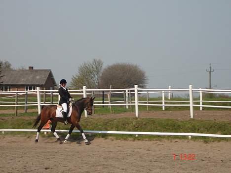 Anden særlig race Chamaine *SOLGT* - RsR stævne billede 9