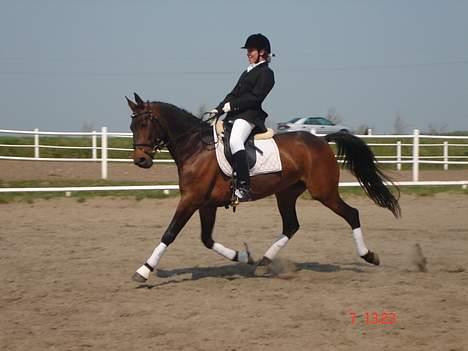 Anden særlig race Chamaine *SOLGT* - hvor er hun flot i fri trav :D billede 10