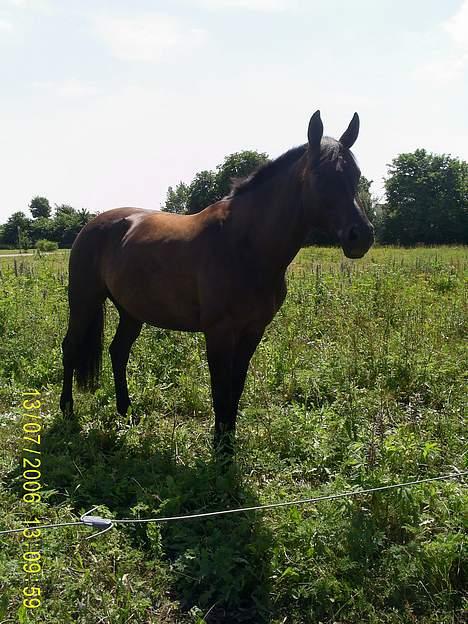 Oldenborg Ally af Egense R.I.P. - Stadig på sommerfold :P billede 16