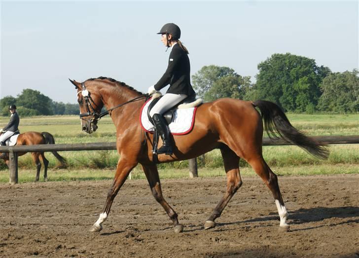 Dansk Varmblod MR. BURBERRY - D. 7.9.2008 billede 1