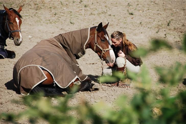 Dansk Varmblod MR. BURBERRY - Ta´r sig lige en middagslur...c*,) billede 4