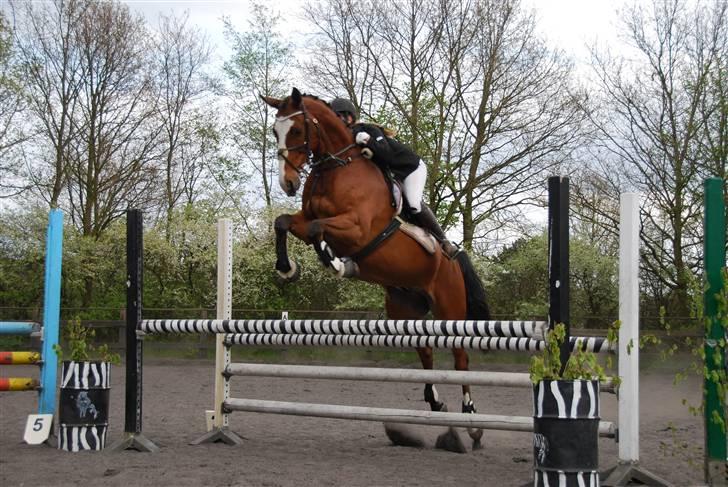 Dansk Varmblod MR. BURBERRY - D. 7.9.2008 billede 6