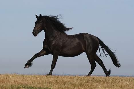 Frieser Maike Rozalien J. billede 3