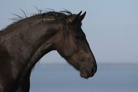 Frieser Maike Rozalien J. billede 4