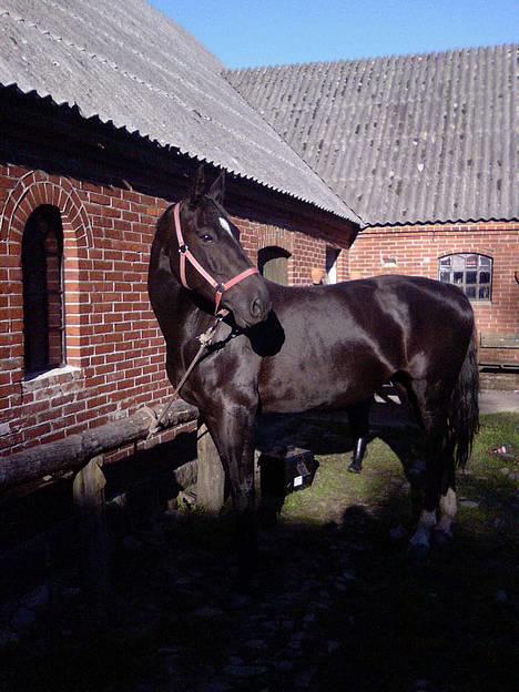 Dansk Varmblod Delight (Aflivet) - Smuk hest? Jaaa.. Hvad mon hun kan se ? billede 14