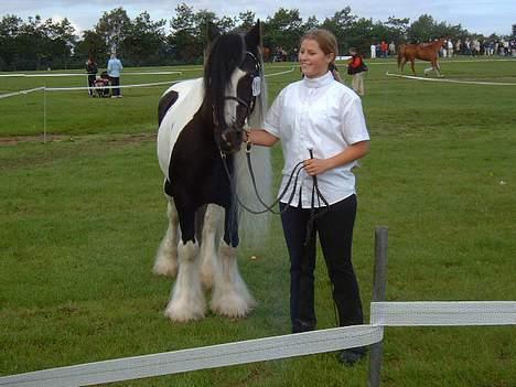 Tinker Lord Wallentin  * DØD * - Fløj vallak til St. Hestedag hos D.T.F billede 16