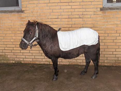 Shetlænder Nova - Nova nyvasket og klar til afgang til Store Hestedag billede 11