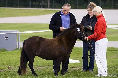 Shetlænder Nova - dommerne bedømmer Nova billede 12