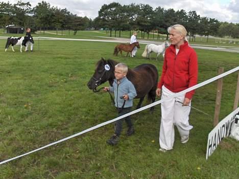 Shetlænder Nova - der bliver gået og gået, mens dommerne rykker rundt og finder den endelige rækkefølge til oprangering billede 13