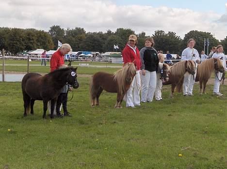 Shetlænder Nova - så kom resultatet, Nova fik 8 i helhed og gik nr. 5 ud af 12 billede 14