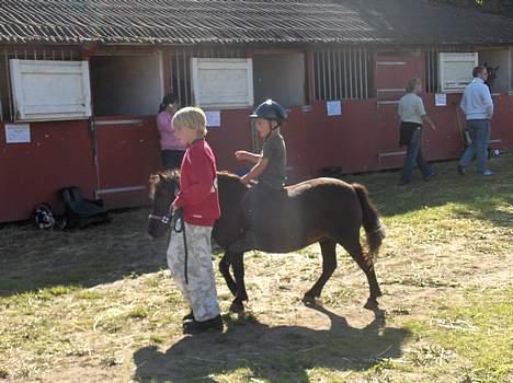 Shetlænder Nova - ventetiden inden eftermiddagens fælles oprangering blev brugt til lidt hygge-ridning billede 15