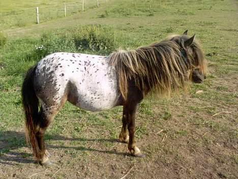 Knabstrupper Jolly Jumper - Kropmæssigt er jeg nu meget lækker.. billede 1