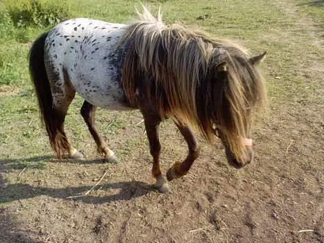 Knabstrupper Jolly Jumper - Jeg kommer når der er mad.. billede 2