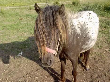 Knabstrupper Jolly Jumper - Er jeg ikk bar for vidunderlig dejlig.. billede 3