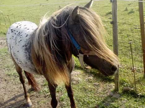 Knabstrupper Jolly Jumper - Den der ko er alså For grim..  billede 4