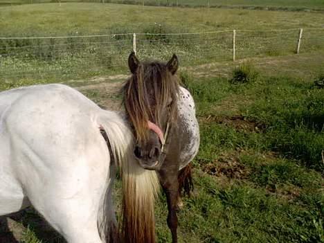 Knabstrupper Jolly Jumper - NeEj..! Ikke dig igen..! billede 5