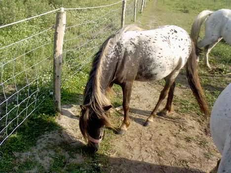 Knabstrupper Jolly Jumper - Der lugter godt her.. billede 6