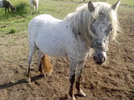 Knabstrupper Hannibal - Heej smukke.. Hva så..? billede 1