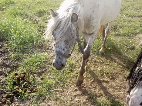 Knabstrupper Hannibal - Ja jaah.. Kommer nu..! billede 2