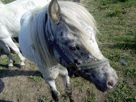 Knabstrupper Hannibal - Er jeg ikk bar for lækker el. hva..? billede 3