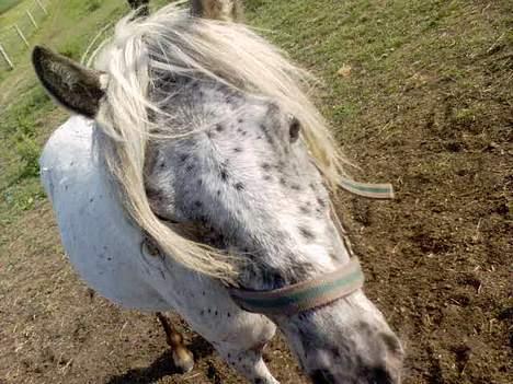 Knabstrupper Hannibal - Jeg er for cool mayn..! billede 4