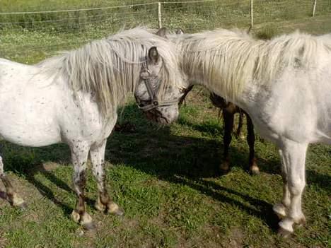 Knabstrupper Hannibal - Min bedste veninde Silver.! billede 5