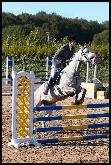 Fuldblod (XX) Polish Princess *Solgt* - Spring på ØRK d 8/9 billede 1