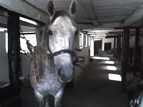 Fuldblod (XX) Polish Princess *Solgt* - Første gang jeg prøvede Princess hos hestehandleren. billede 3