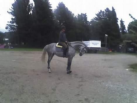 Fuldblod (XX) Polish Princess *Solgt* - Den første dag hun kom hjem på ØRK billede 4