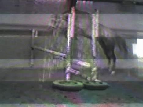 Fuldblod (XX) Polish Princess *Solgt* - Løs springning hos hestehandleren 90 cm (hun sprang 125 cm) Taget far video så lidt dårlig kval. billede 5