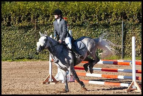 Fuldblod (XX) Polish Princess *Solgt* billede 6