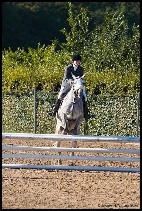 Fuldblod (XX) Polish Princess *Solgt* billede 7