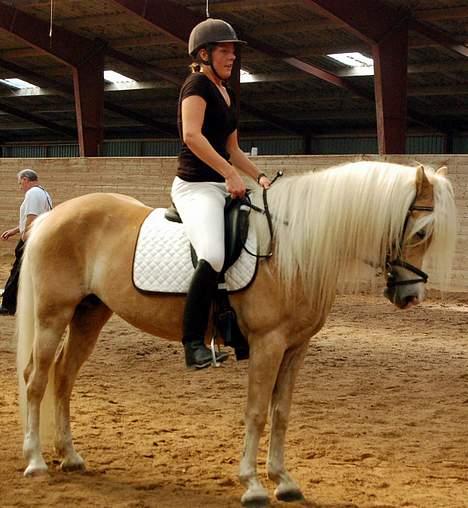 Tyroler Haflinger Grace - Rideprøve , under Randi (Foto: Natascha) billede 8