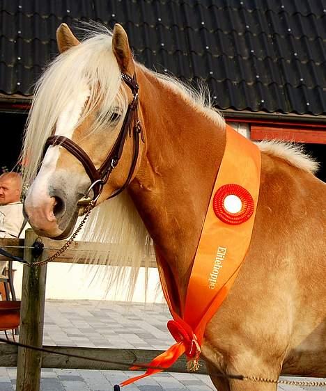 Tyroler Haflinger Grace - Grace nu som Elitehoppe (Foto: Natascha) billede 9