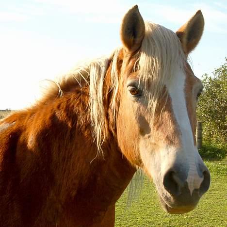 Tyroler Haflinger Greka - DØD - (Foto: Natascha) billede 7