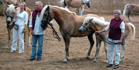 Tyroler Haflinger Holly Elghuset - Kåring 2/9-06 Elitehoppe (Foto: Natascha) billede 9