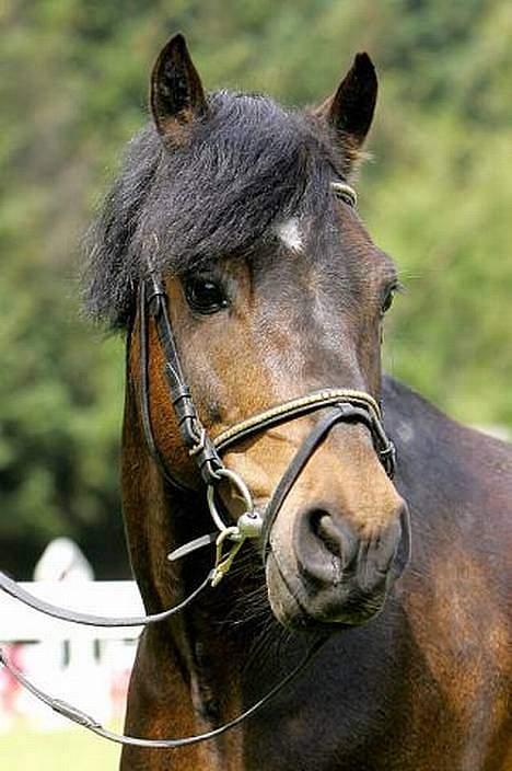 Dartmoor Akido af granlygård - Akido´s Far , Feldholm´s Donnerwetter billede 20