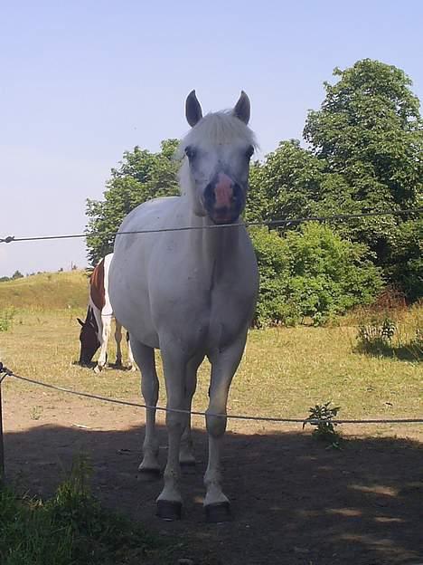 Connemara Højagergårds Starlight RI billede 6