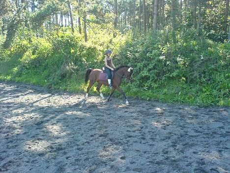 Anden særlig race Clements Lobel( R.I.P) - Dressur.. billede 14