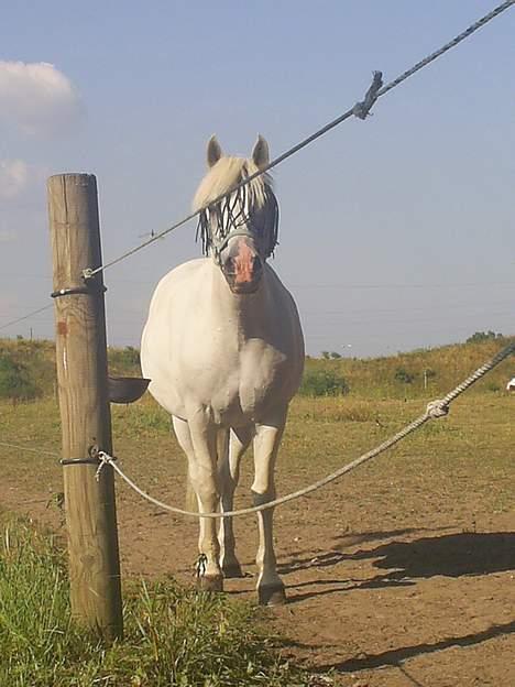 Connemara Højagergårds Starlight RI billede 9