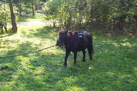 Shetlænder sille solgt - man skal da også finde sig i alt  billede 4
