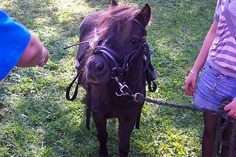 Shetlænder sille solgt -   Se mit nye hovdetøj billede 5