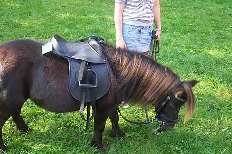 Shetlænder sille solgt - Se min nye sadel billede 6