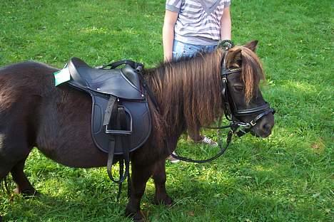 Shetlænder sille solgt -  jaja det er så min første gang jeg har sadel og hovdetøj på billede 7