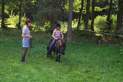 Shetlænder sille solgt -  min første gang jeg har en rytter på med sadel og hovdetøj billede 8