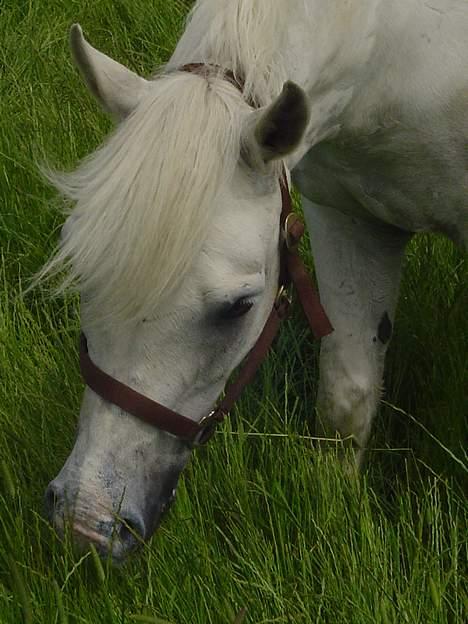 Connemara Højagergårds Starlight RI billede 12