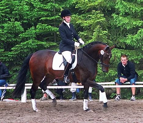 Dansk Varmblod Hønnerups Acetat RDH - Hoppekåring billede 1